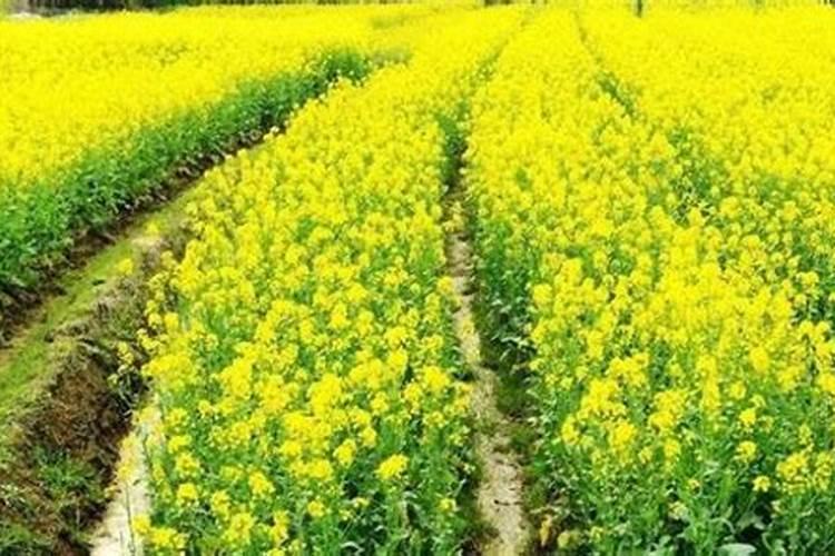 移栽油菜用什么底肥花卉百科