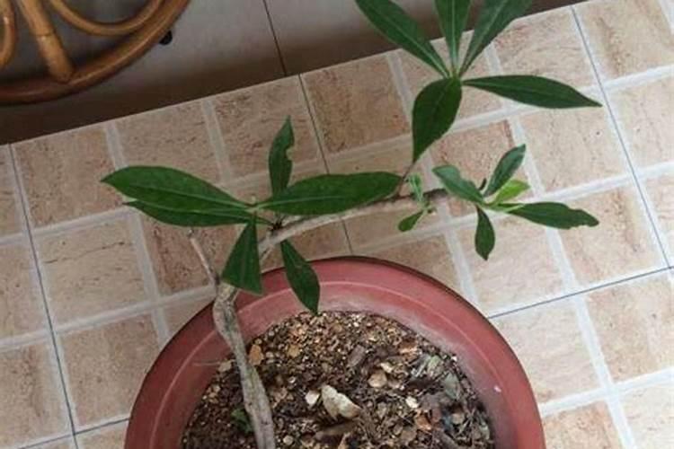 清香木下山桩多久生根发芽