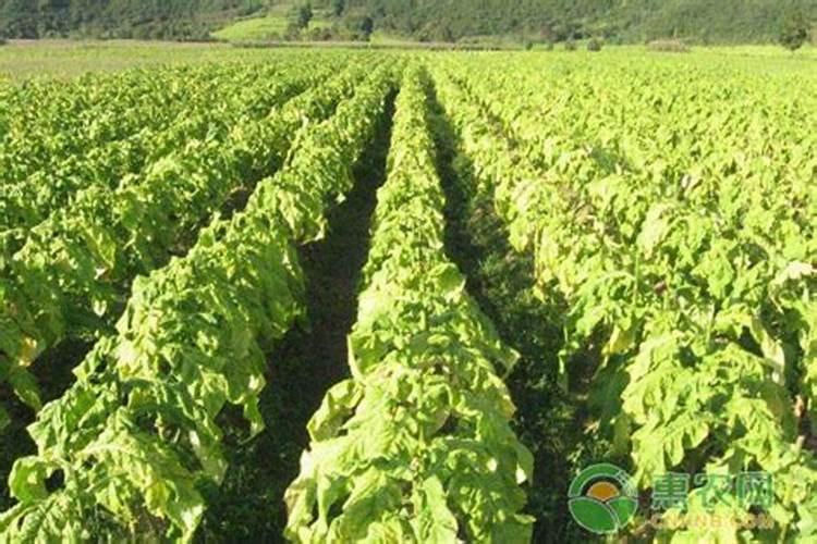 烤烟落黄金叶灿好还是大红甲好