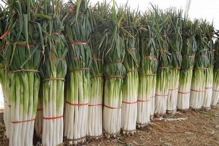 怎么自制氨基酸水溶肥