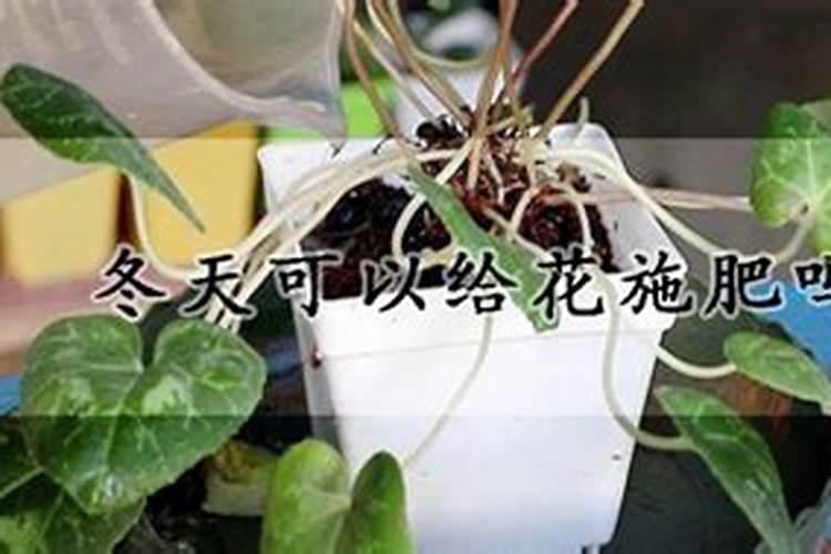 长寿花冬季施什么肥