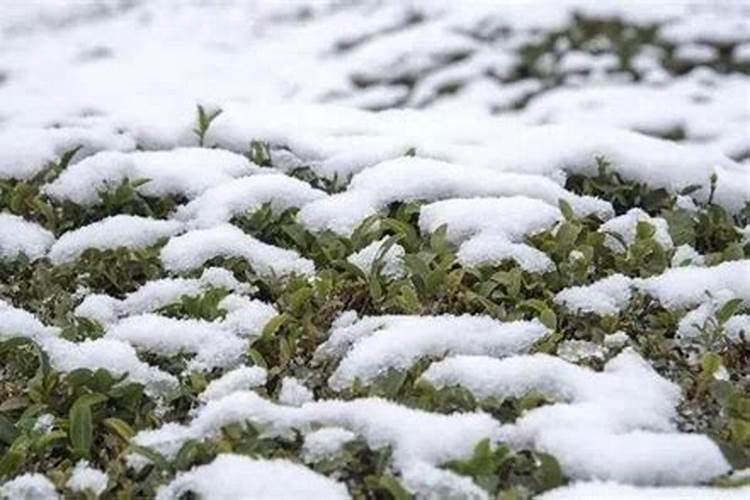 冲施肥怎样冲,和水溶肥有何区别