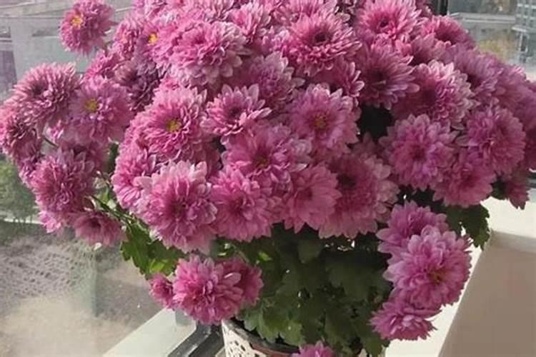 冬天花卉需要肥料吗,冬天如何施肥