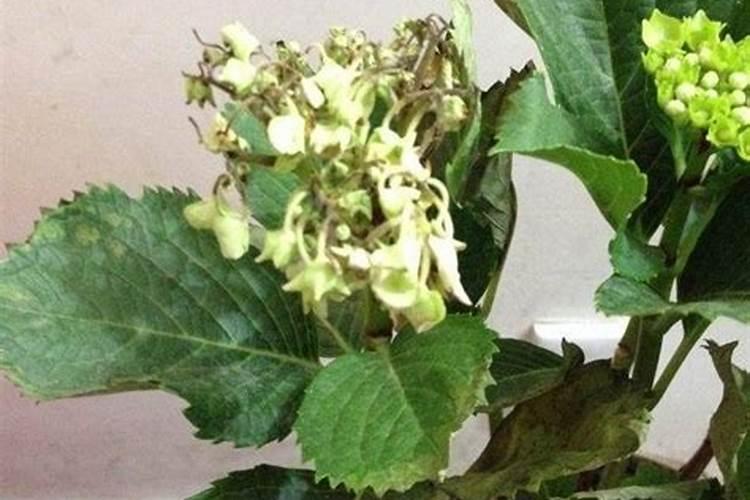 豇豆的高产施肥方法