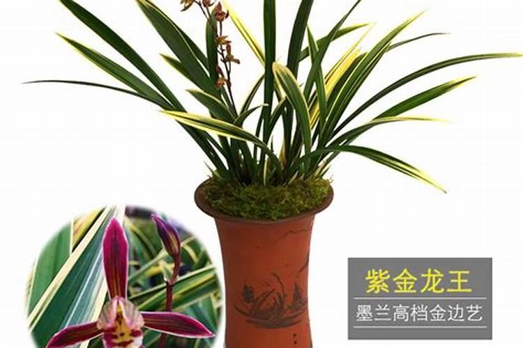 墨兰适合哪些肥料