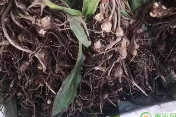 毛慈菇种子怎么育苗