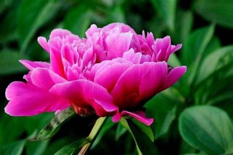 芍药怎么养