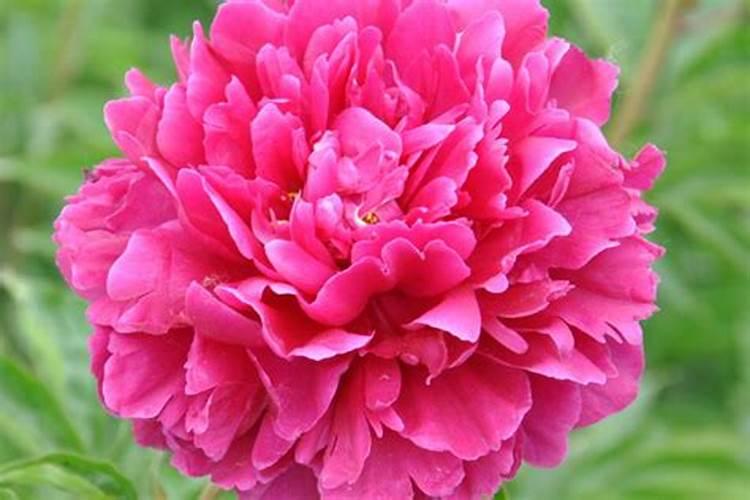 芍药花开妩媚动人,春季如何养？