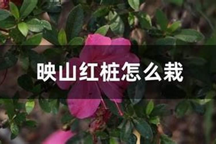 梅雨季节园林植物的养护