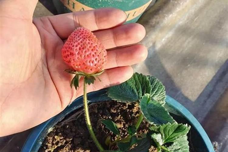 草莓根结线虫和根腐病的区别？草莓根结线虫什么症状？根结线虫根治的有效...