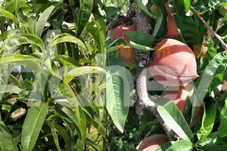 动物肥料的正确使用