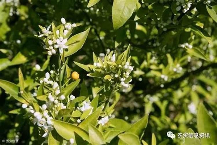 果树开花前施什么肥料