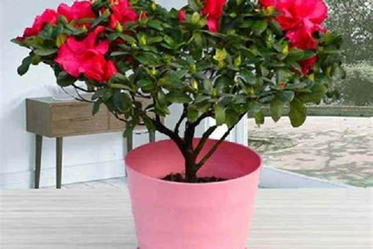 芸苔素多久喷一次,效果功能,什么时候不能使用