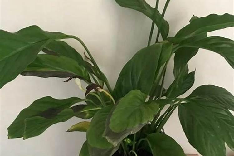 芸苔素使用禁忌有哪些 芸苔素有什么作用