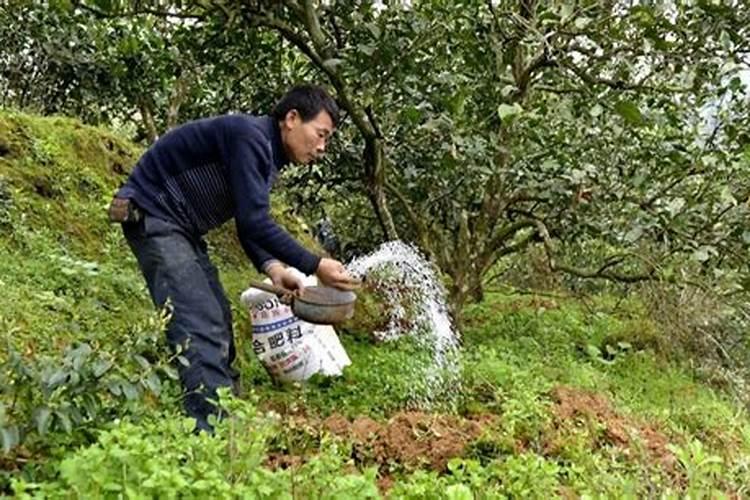葡萄种植不同时期如何追肥施肥注意事项