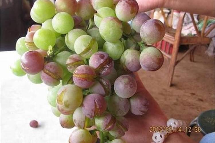 芹菜施什么肥好