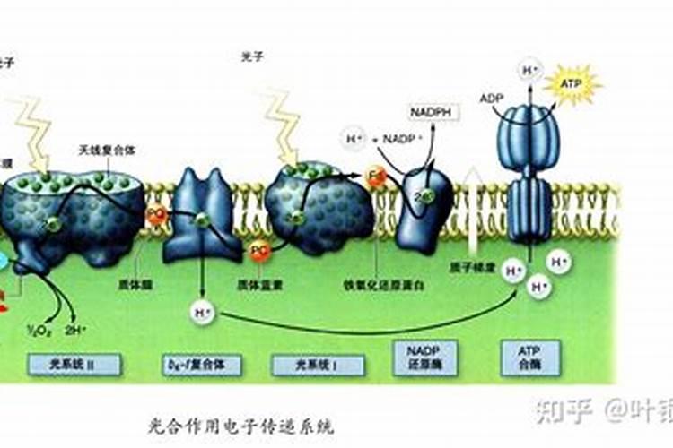福万佳超市是连锁店吗