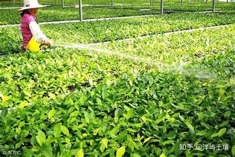 花椒树什么时候可以喷施叶面肥呢？