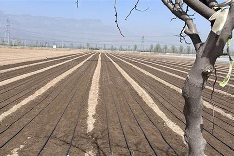 散养土鸡一千只成本的估算得多少？