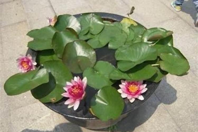 莲花的施肥方法