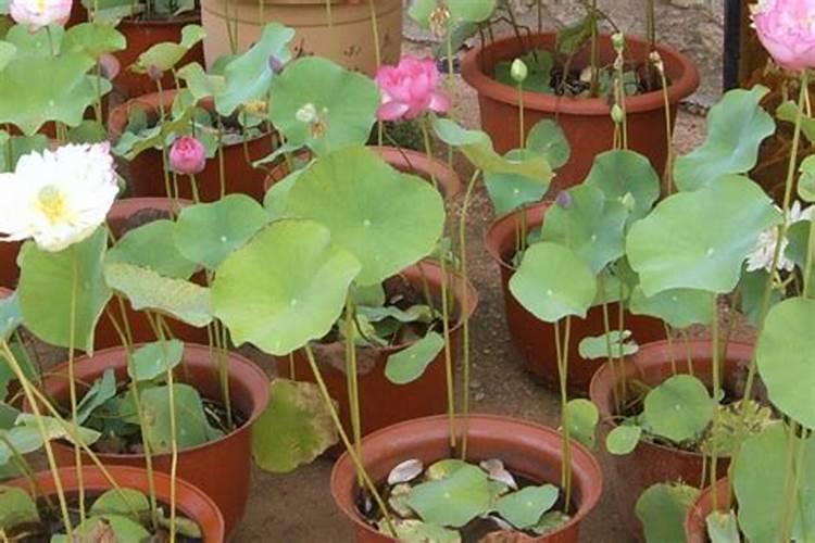盆栽荷花施什么肥好 冬天荷花会枯萎吗