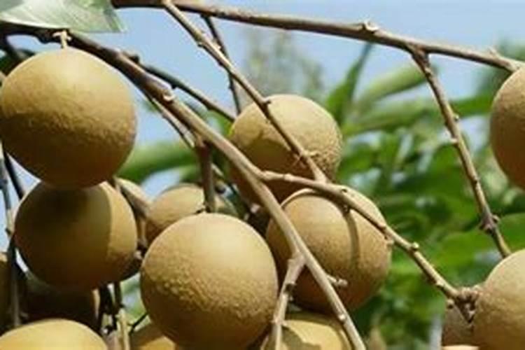 树施肥多了吊针管用吗