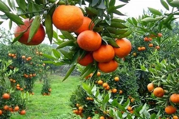 桔子树用什么肥料最好 怎么施肥效果好