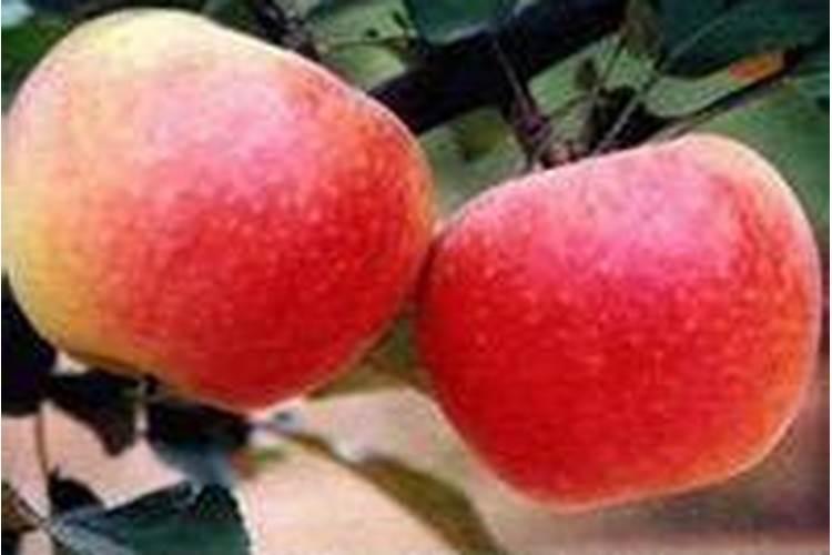 蓝莓树叶子发黄变干怎么办