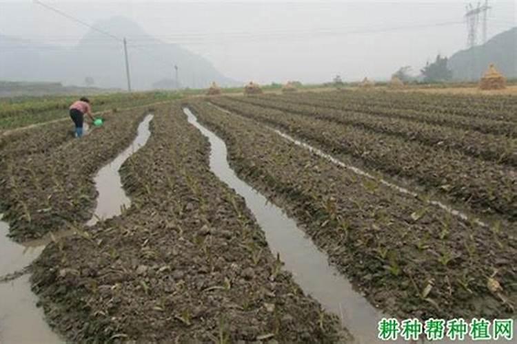 莴笋的需肥高峰期是哪几个时期？这几个时期要如何进行施肥？