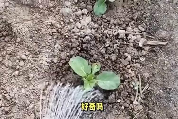植物是怎么吸收磷的？