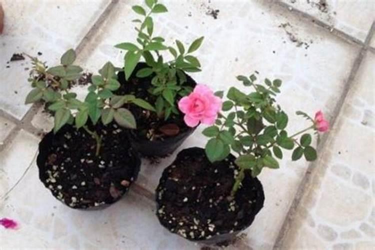 柑橘什么时候开花 什么时候开花结果