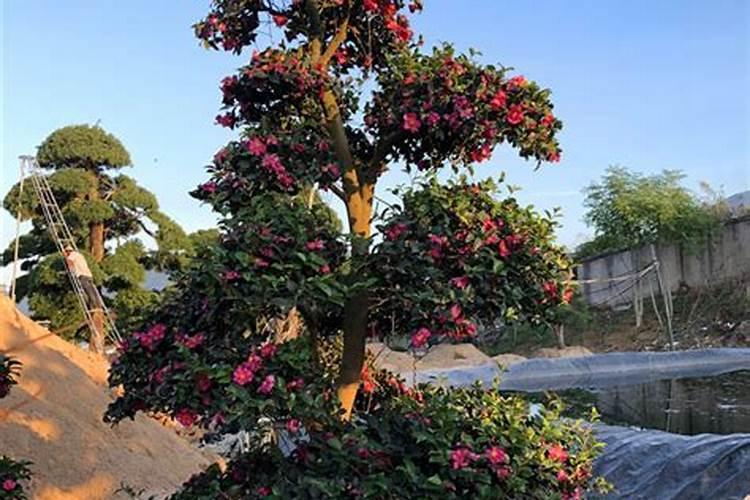 茶花花苞期长叶芽如何处理