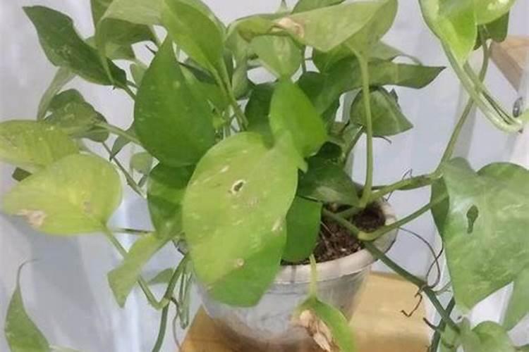 松柏树的修剪方法