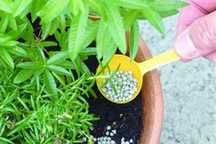 优肽氮肥主要功效是什么