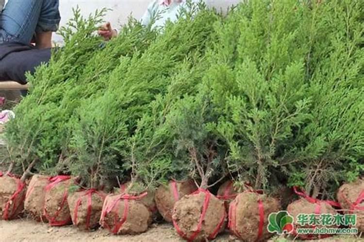 松树和柏树能不能用羊粪施肥？