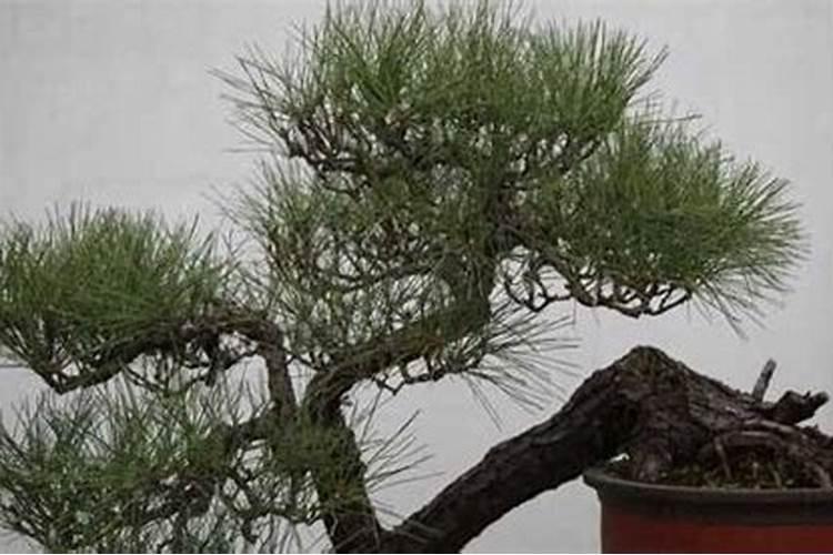玉肥适用于哪些盆景