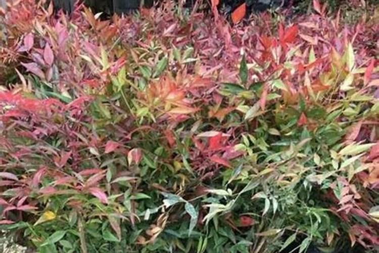 磷酸二氢钾在果树上控梢怎样使用？