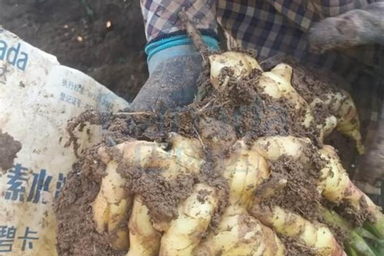 钾肥对植物的作用 钾肥促进哪部分生长