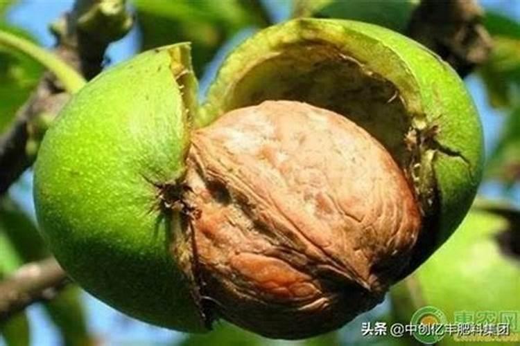 晒葫芦瓜干的正确方法