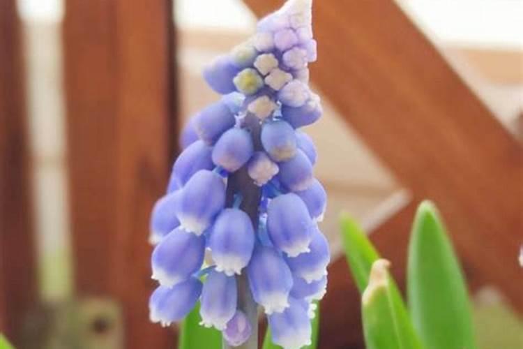 葡萄风信子怎么施肥