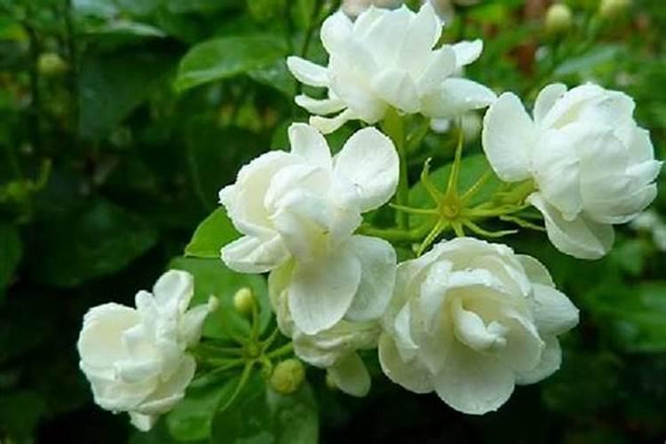 茉莉花施什么肥茉莉花怎么施肥