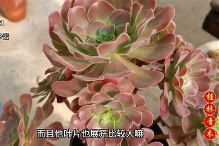 玉米专用复合肥十大品牌