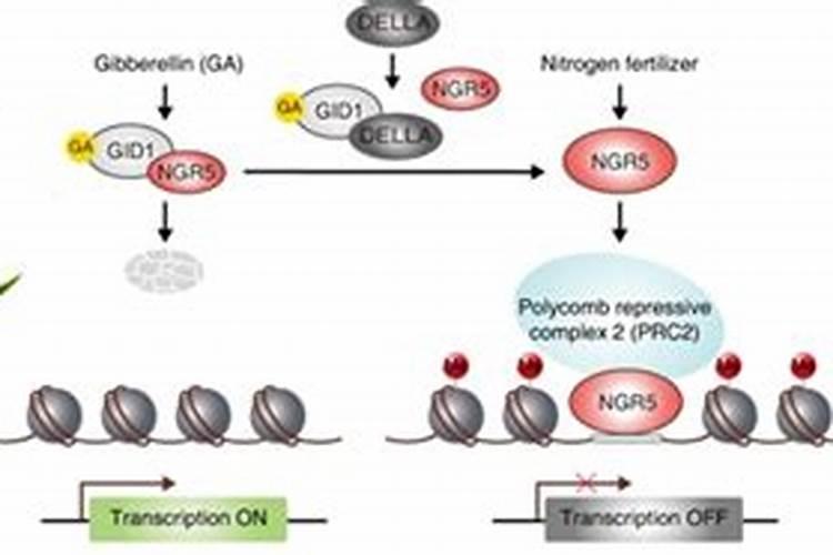 水培绿萝用什么肥料
