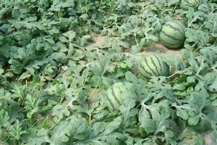 西瓜膨果期用什么复合肥好？西瓜结果期打什么叶面肥长的快？