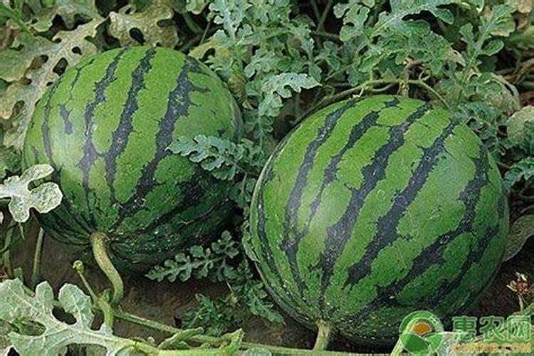 铁树长出新叶子老叶子发黄是什么原因？