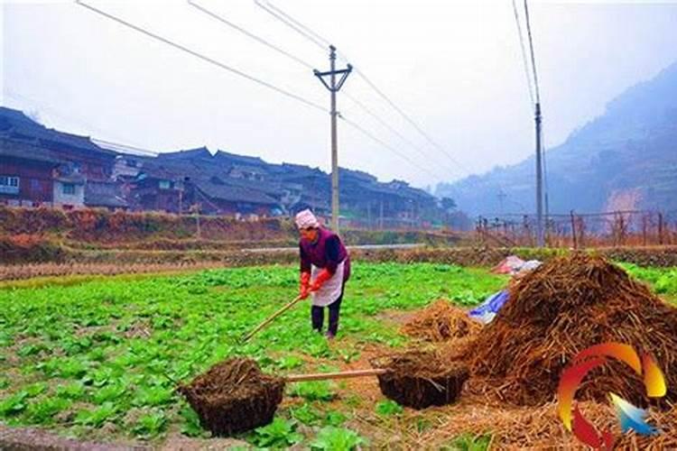 重楼适合什么土壤种植