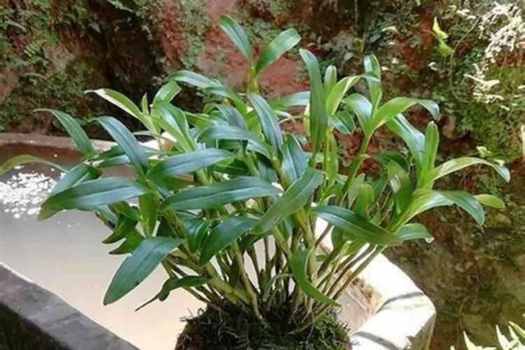 迎春花怎么施肥