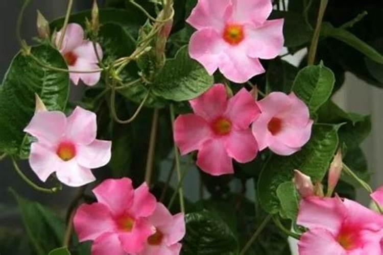 茄子对于土壤和肥料有哪些要求