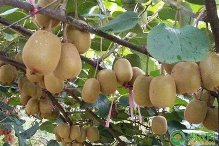 中国十大名牌菌剂