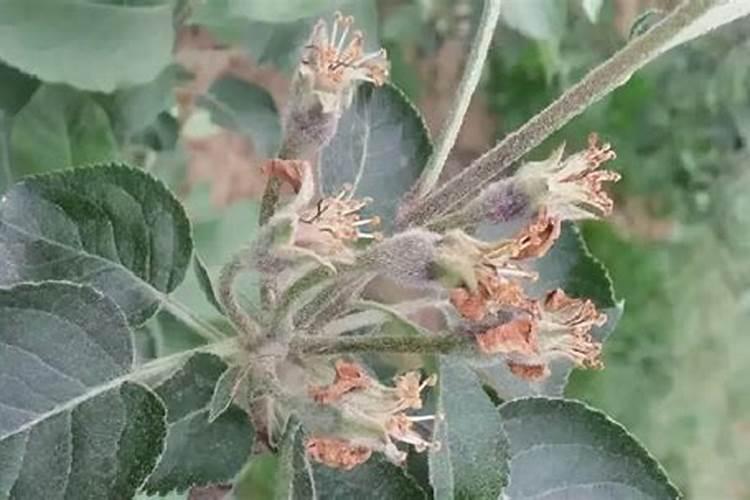 钾肥什么时候用